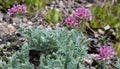 Mountain kidney vetch Anthyllis montana subsp. montana, fern leaves purple flowers Royalty Free Stock Photo